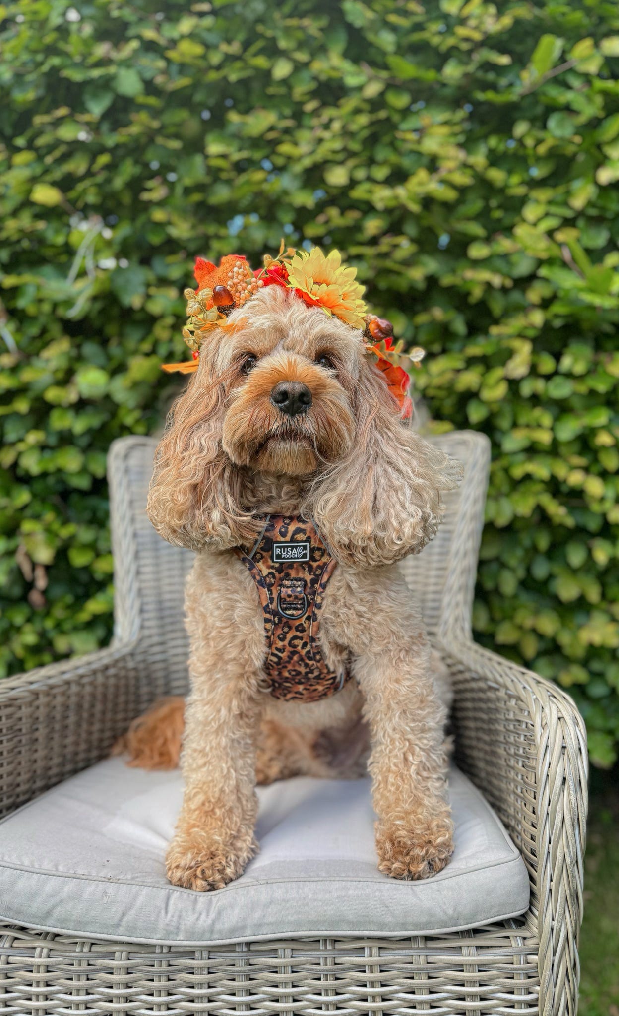 Ready To Ship | Adventure Approved Harness - Savanna
