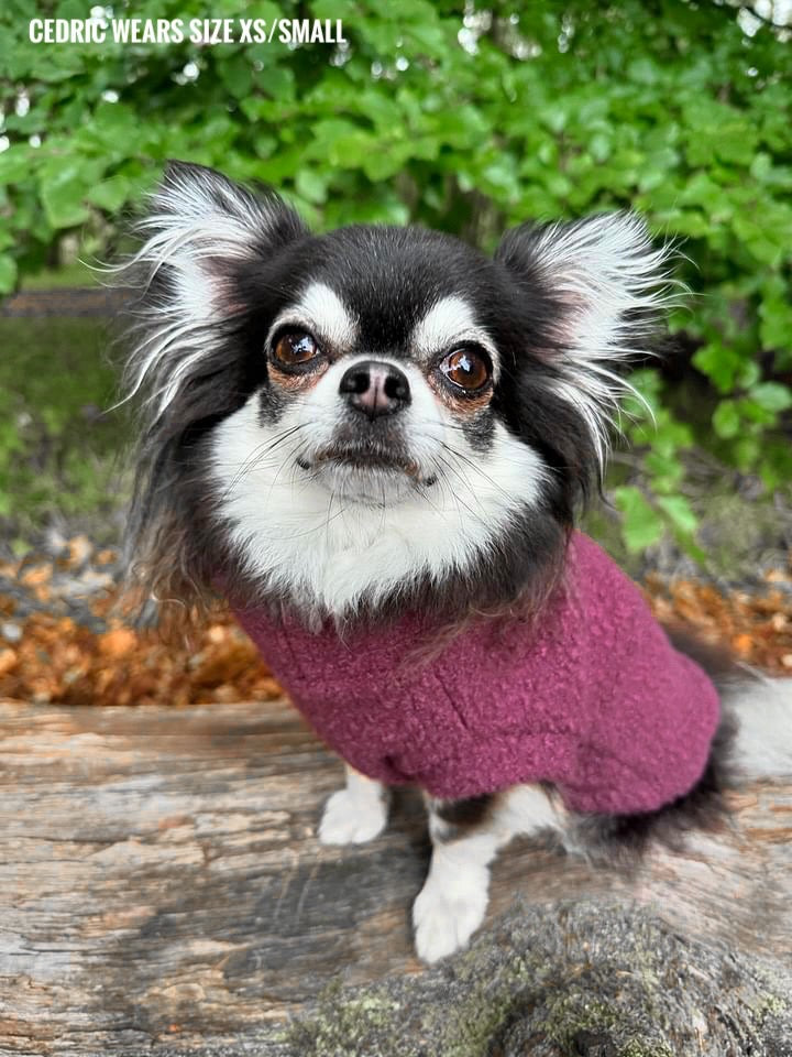 Chihuahua wearing mulberry teddy fleece
