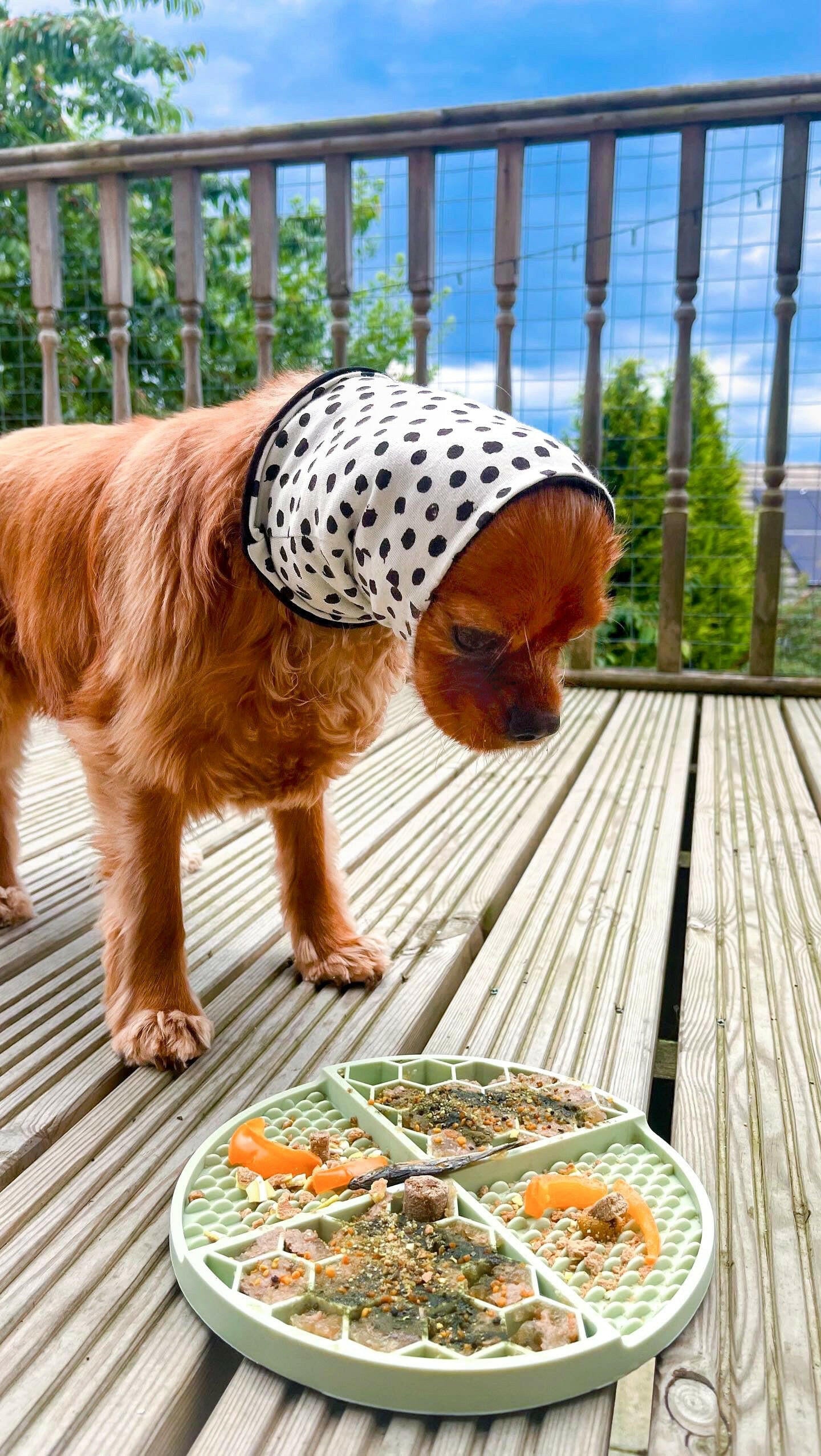 Cavalier wearing mint green feeding snood