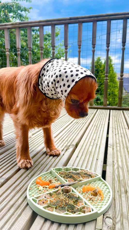 Cavalier wearing mint green feeding snood