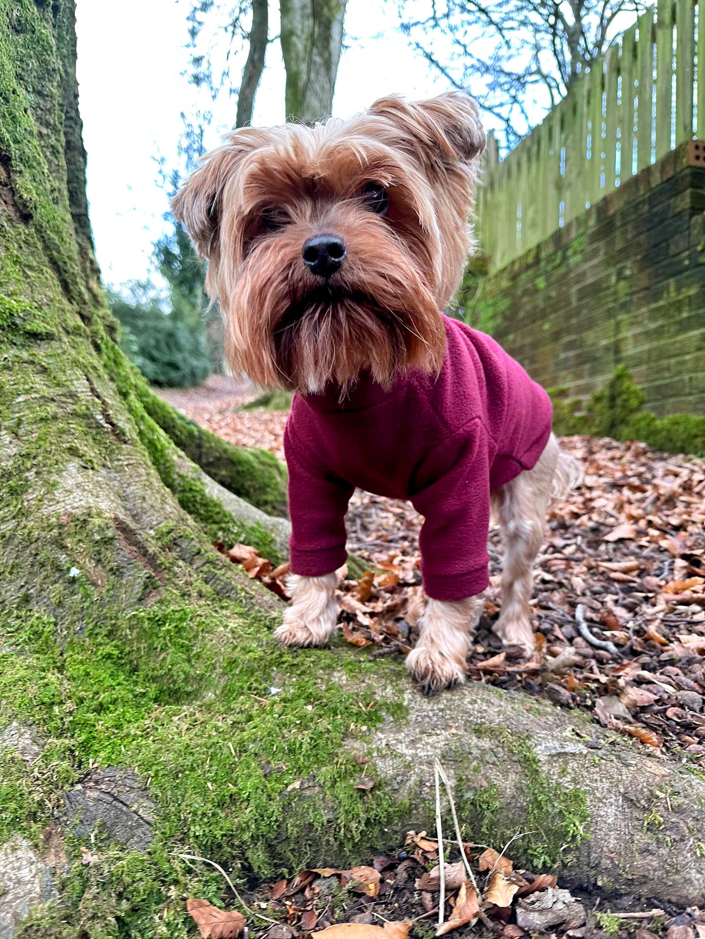 Yorkie wearing red fleece with arms