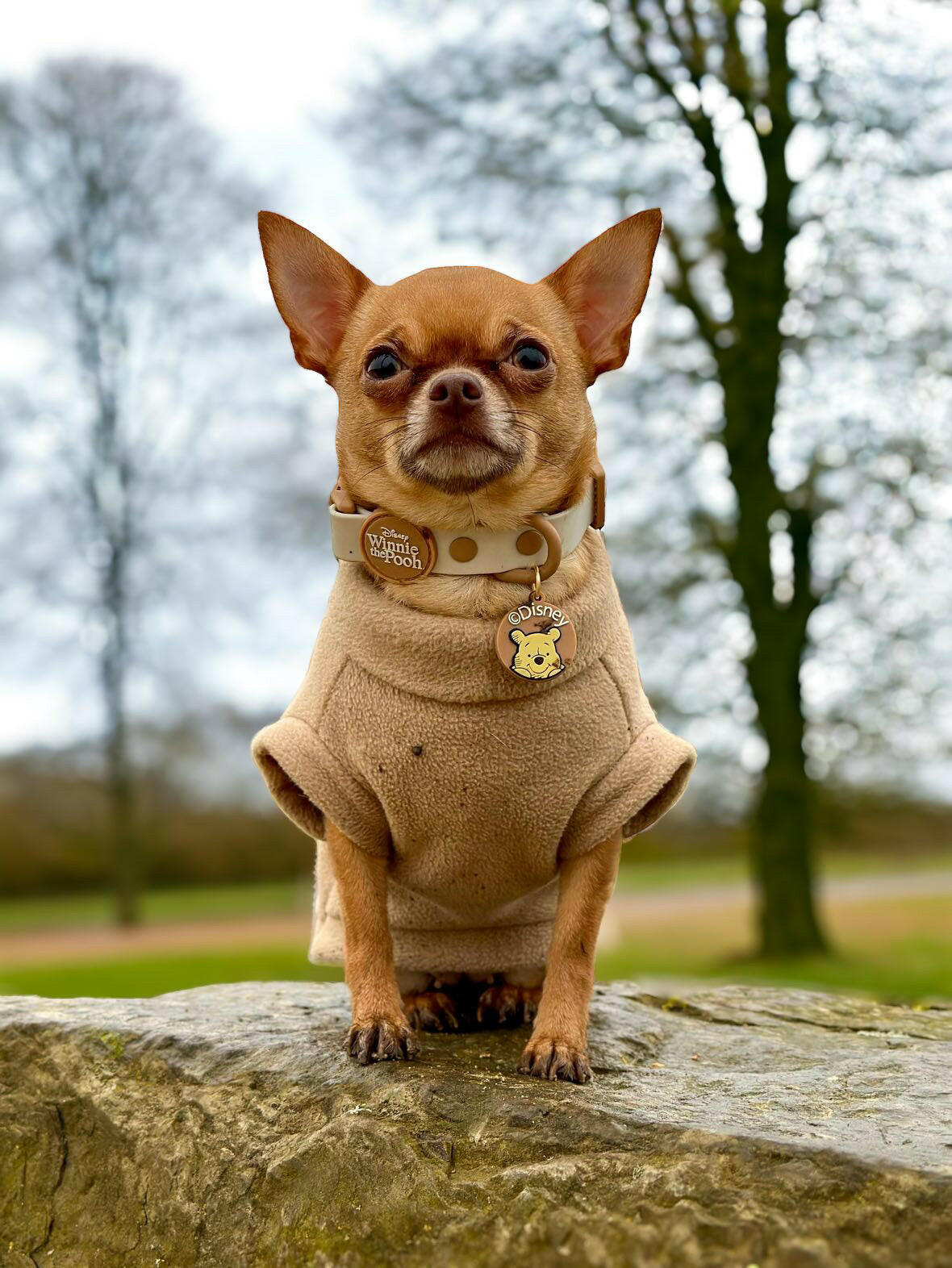 Chihuahua wearing beige fleece