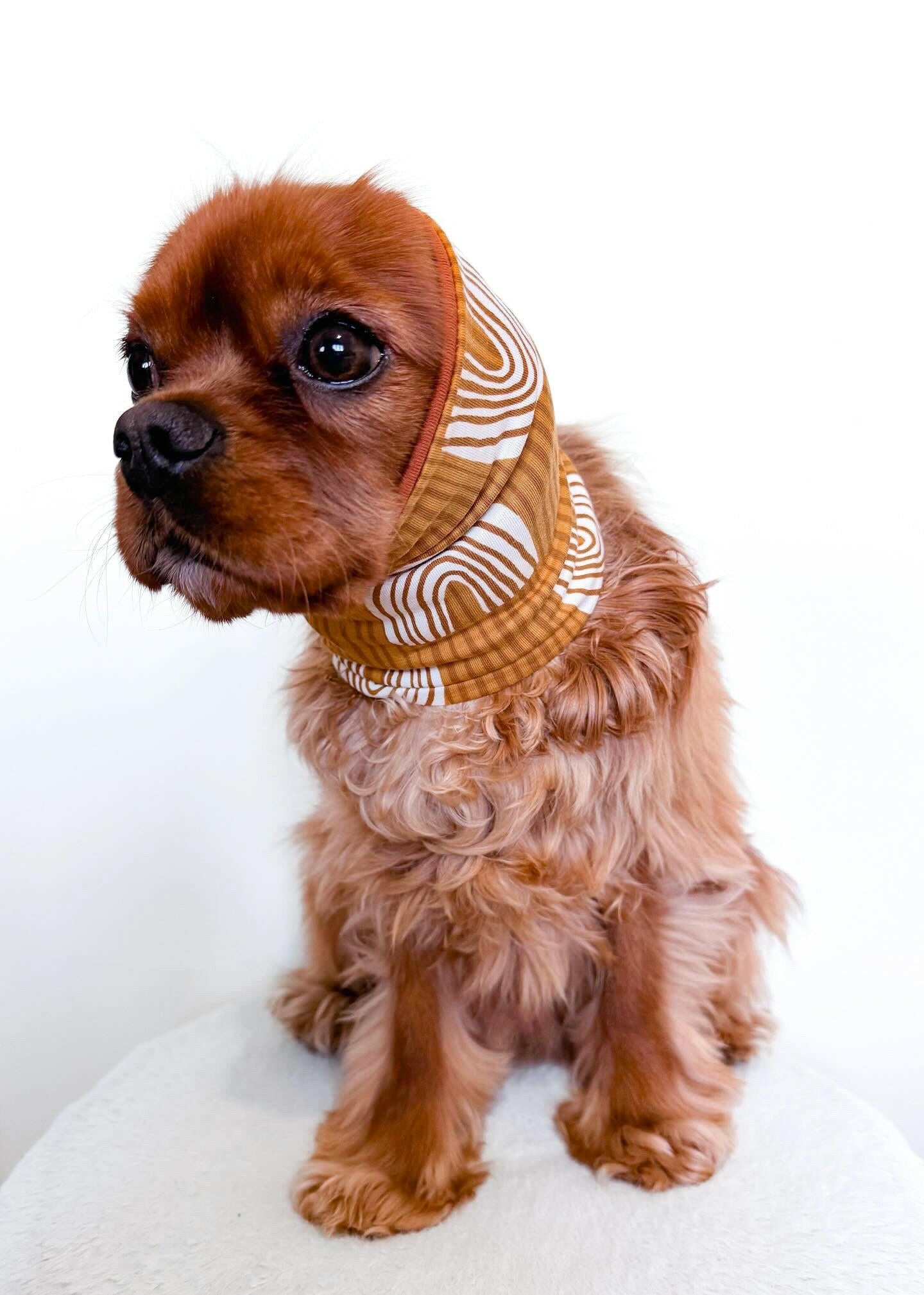 Cavalier wearing mustard feeding snood