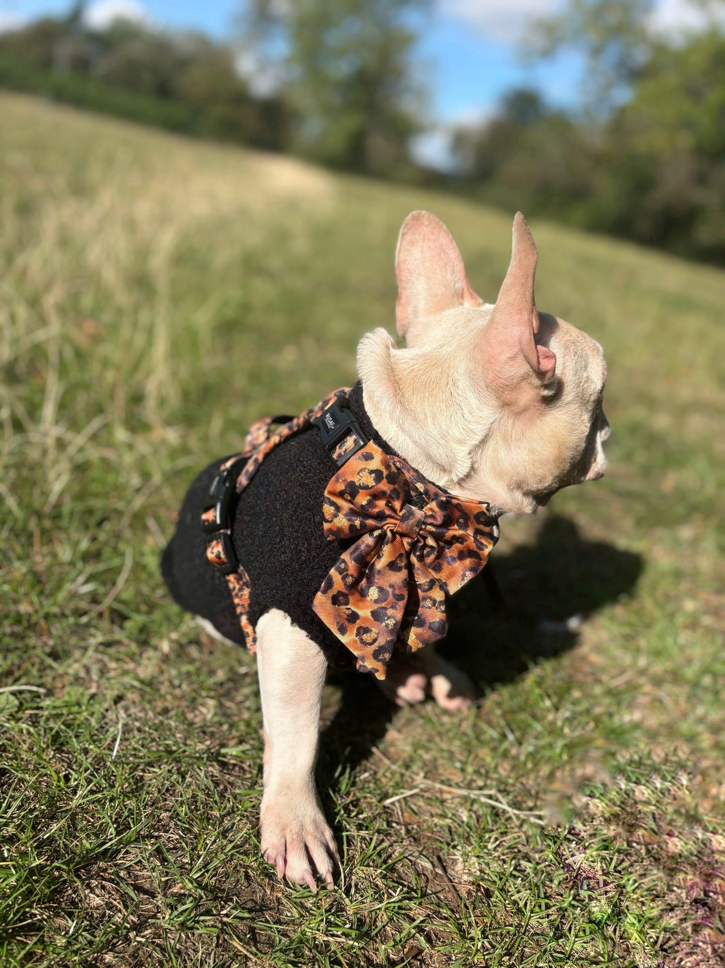 Ready To Ship | Bows - Savanna