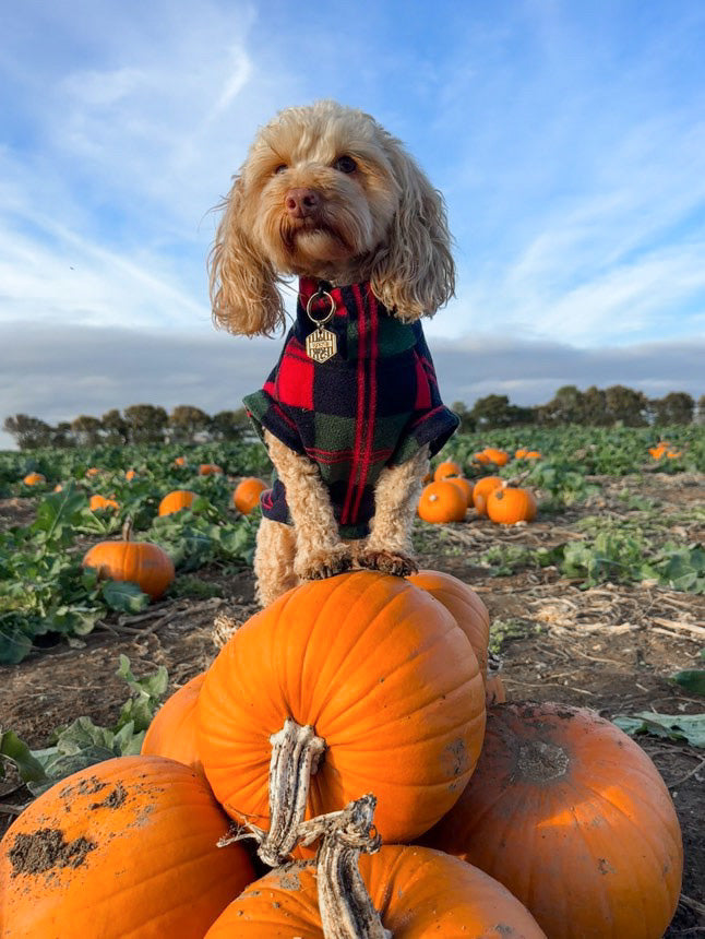 Cockapoo standing on a pumpkin wearing fleece