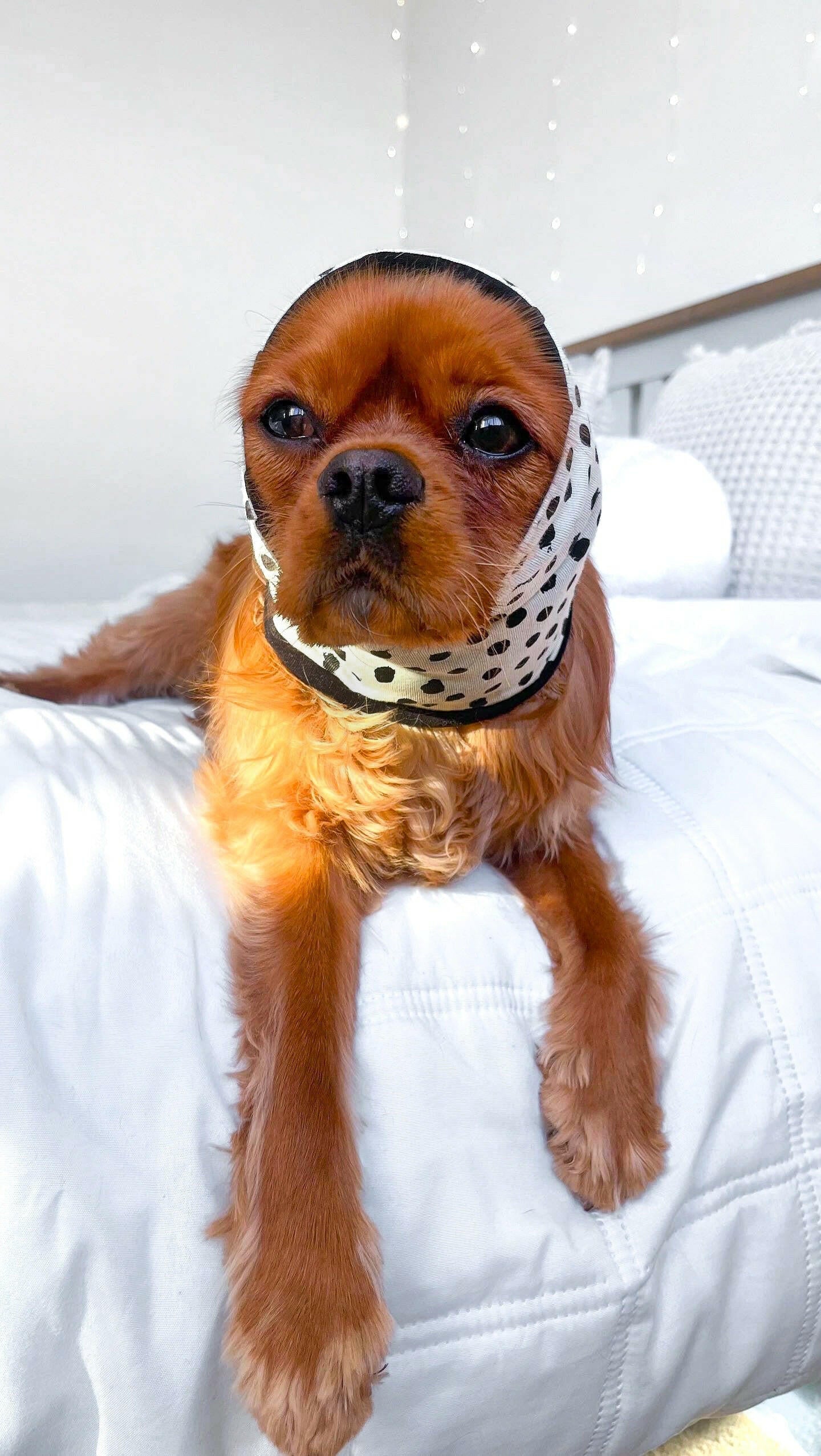Cavalier wearing mint green ear protector snood