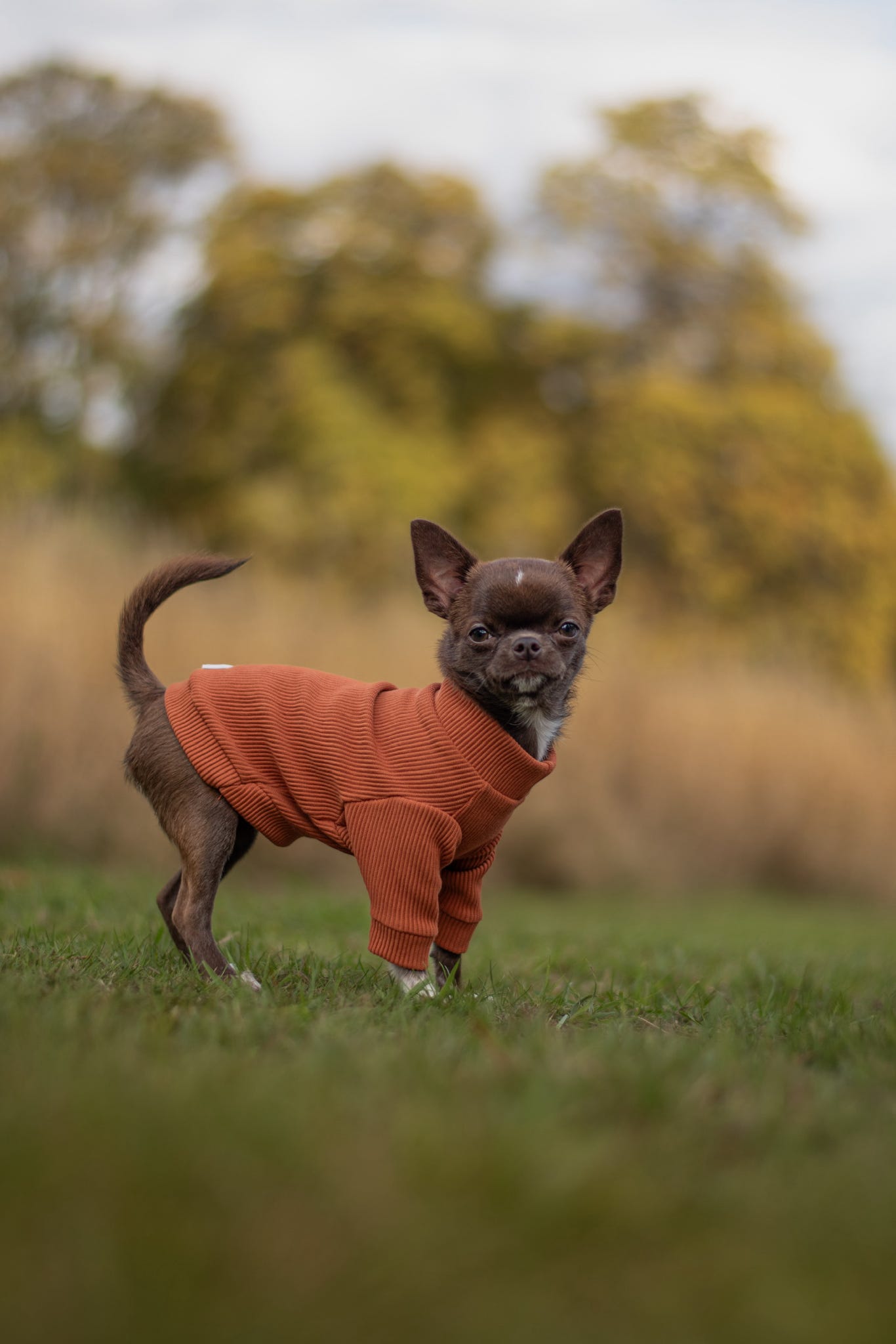 Custom Made | Jersey Rib | Two Legged - Auburn