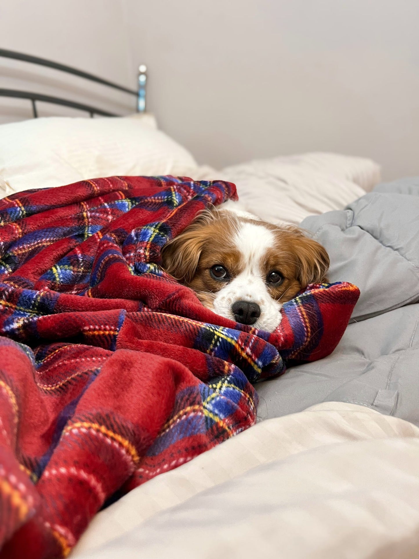 Custom Made | Blankie - Tartan Snuggles