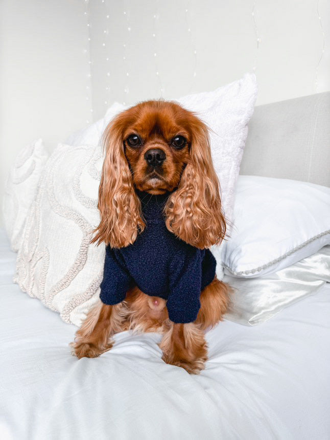 Cavalier wearing navy blue teddy borg fleece with arms