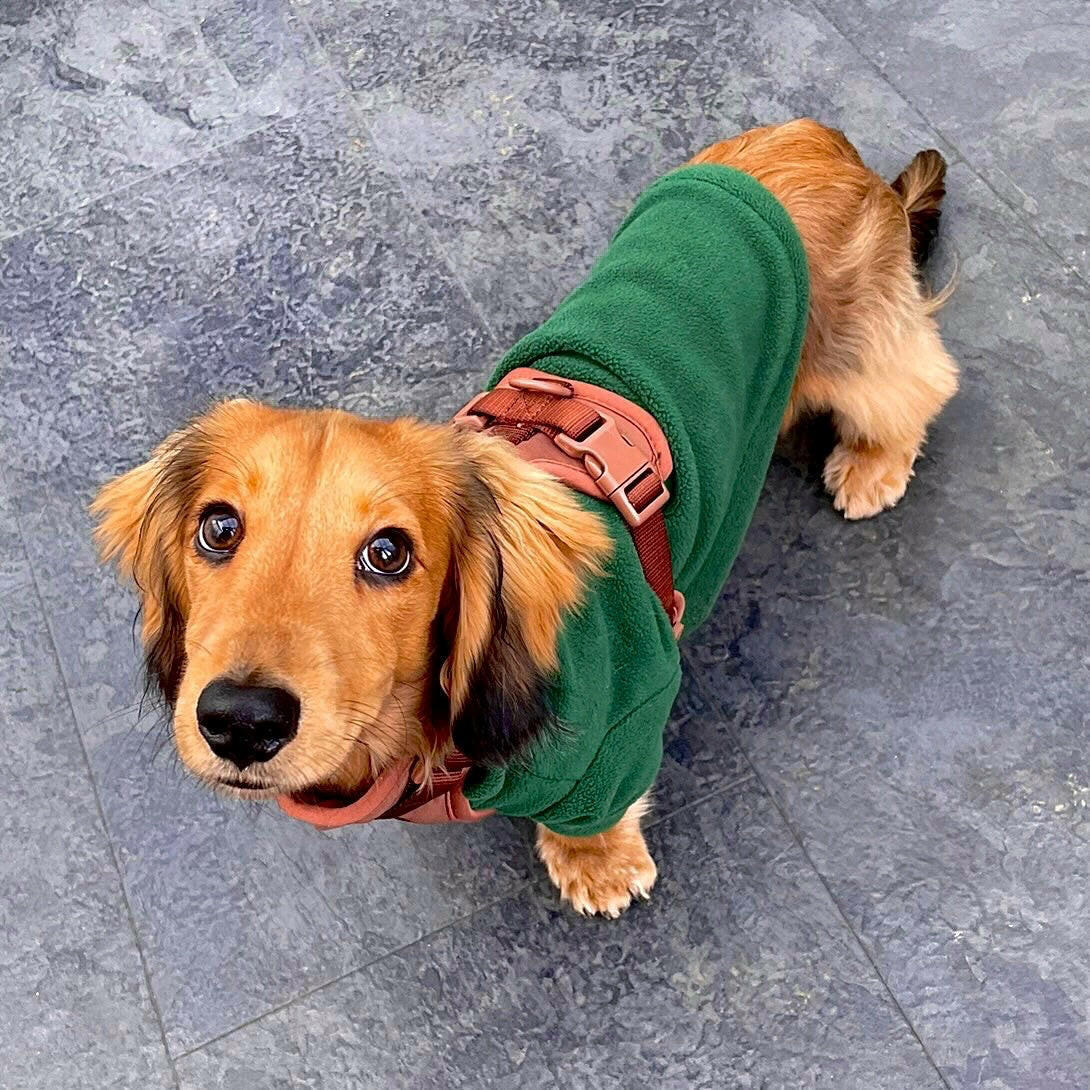 Long haired sausage dog in mid green fleece