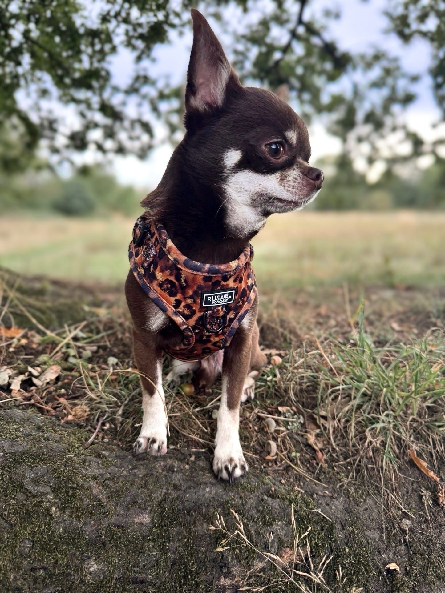 Ready To Ship | Adjustable Harness XXS - Savanna