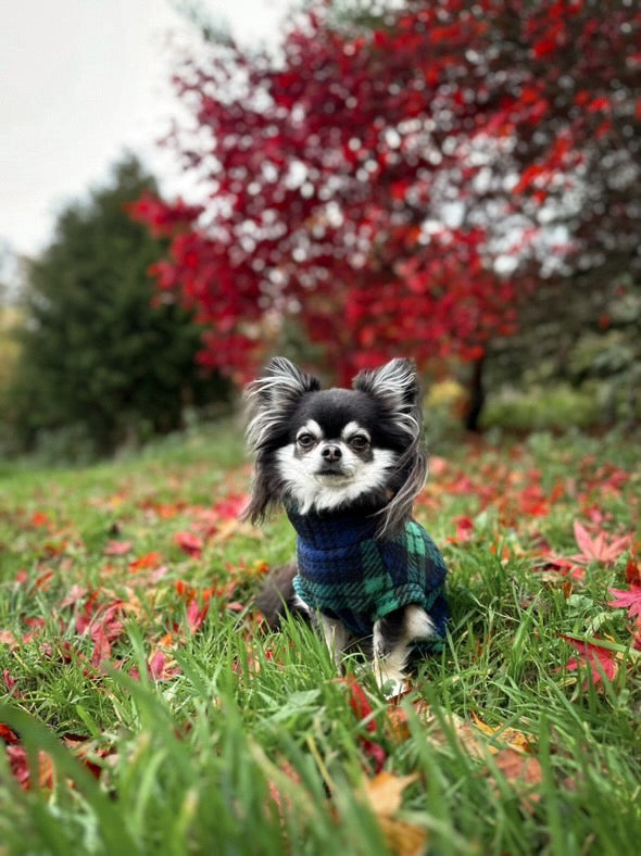 Chihuahua wearing navy tartan fleece