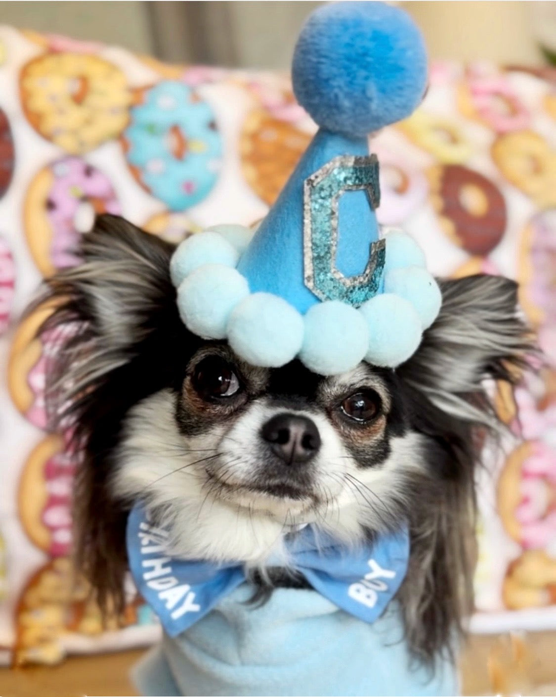 Chihuahua wearing blue fleece jumper