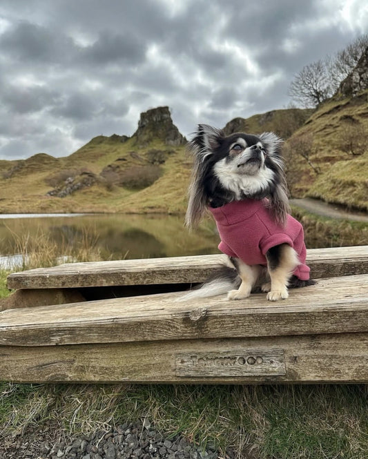 Chihuahua wearing mauve pink tankie fleece