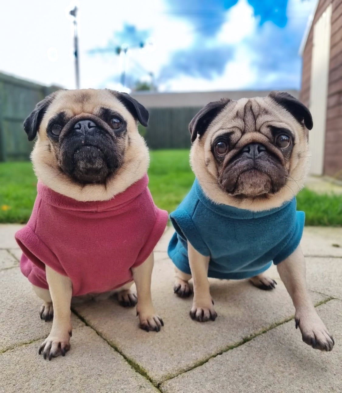 Pugs wearing mauve pink and turquoise polar fleeces