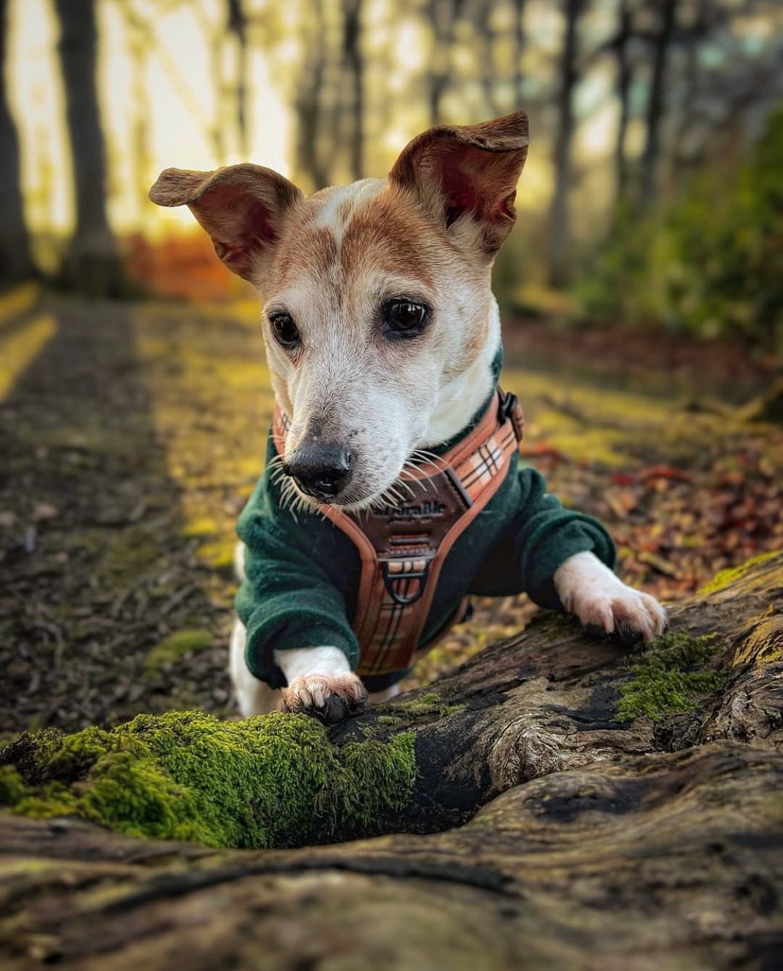 Jack russel wearing dark green polar fleece