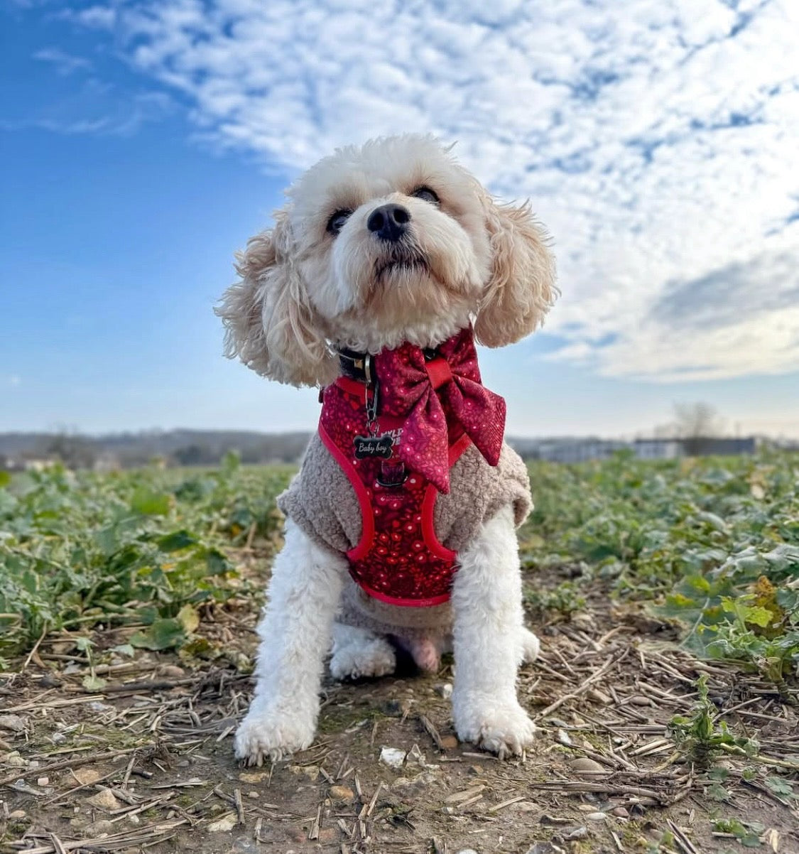 White dog wearing beige teddy borg tankie jumper