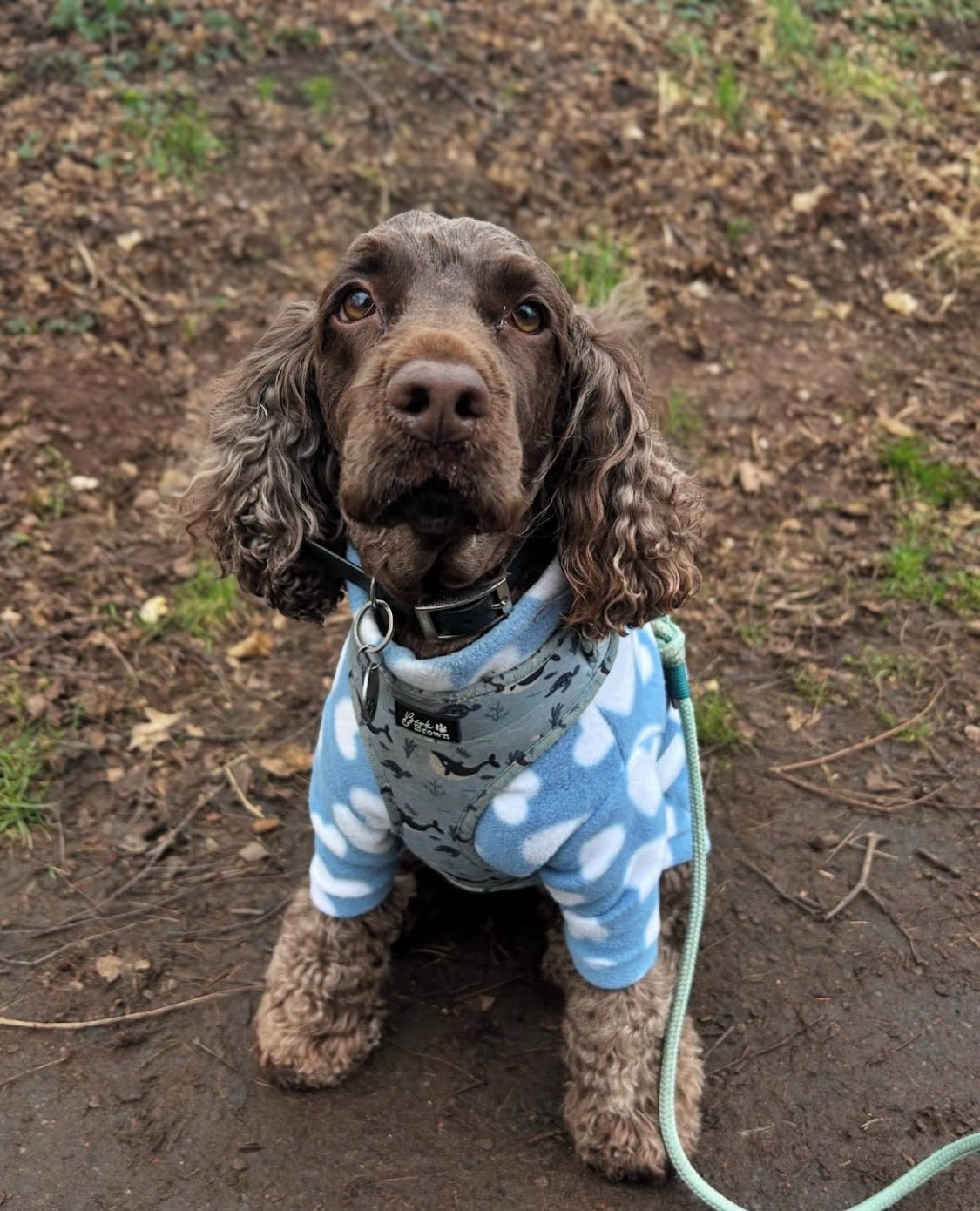 Cocker spaniel wearing two legged fleece in baby blue hearts