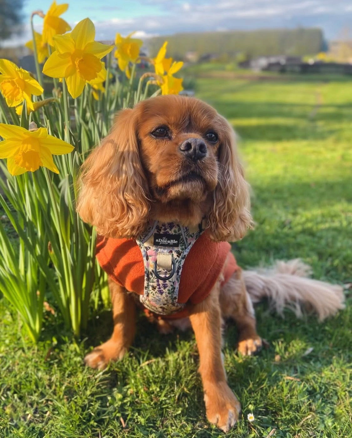 Cavalier wearing rust orange warm tankie polar fleece