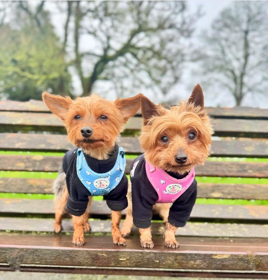 Two yorkshire terriers matching in black fleeces