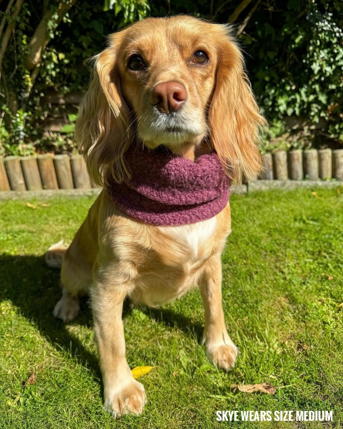 Cocker spaniel wearing pink mulberry teddy borg snood