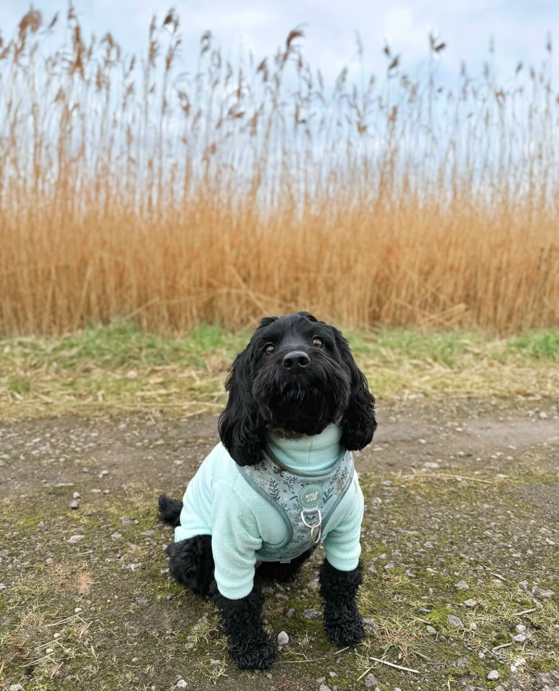 Cockapoo wearing light green waterproof dog fleece