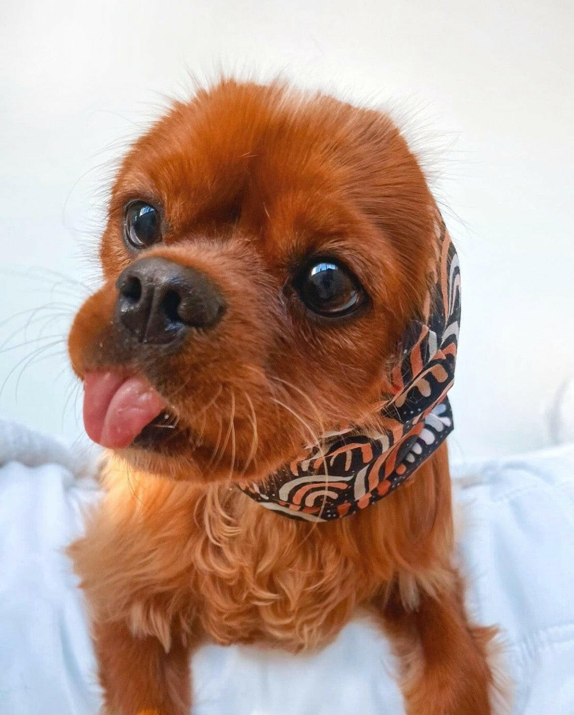Cavalier wearing black rainbow food snood