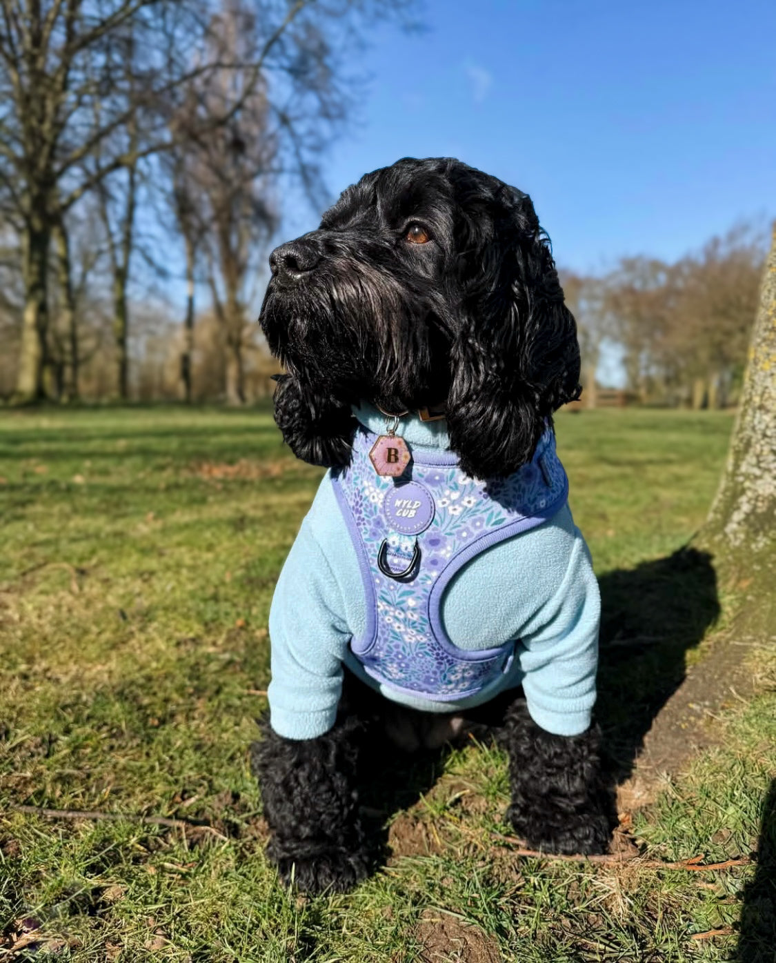Cockapoo wearing light blue two legged dog fleece