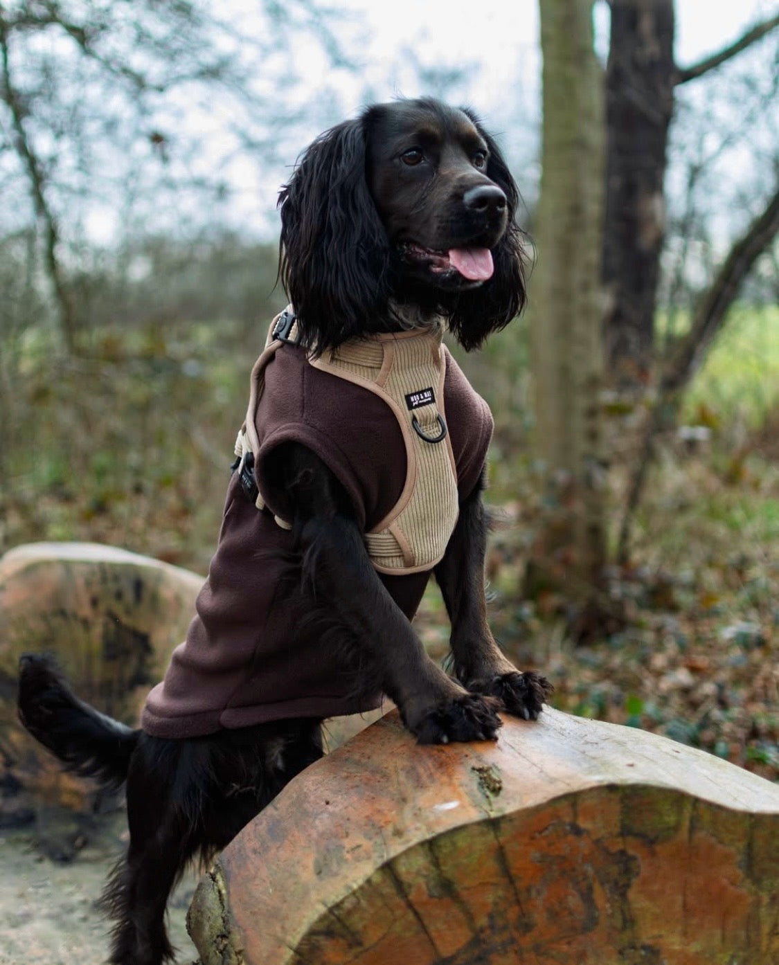 Cocker spaniel wearing chocolate brown tankie fleece