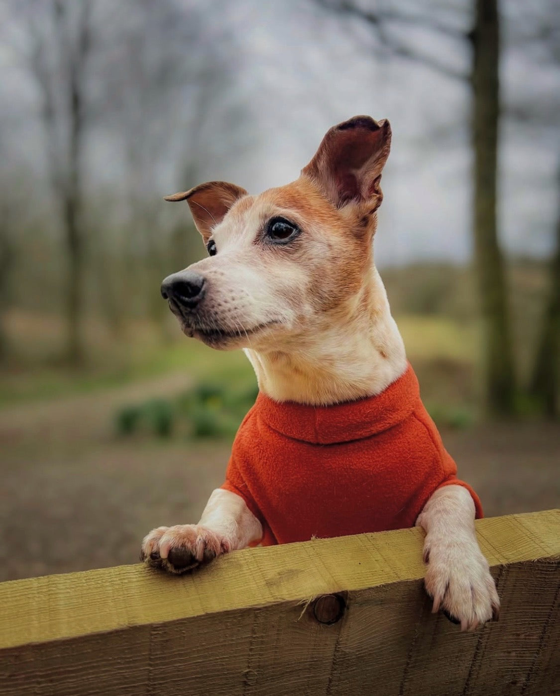 Jack russel wearing rust fleece