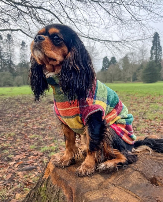 Cavalier wearing autumn plaid warm tankie polar fleece