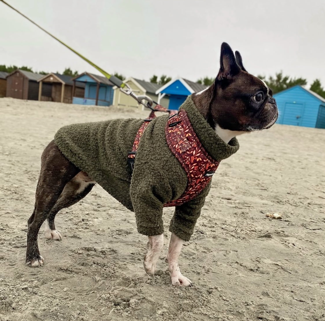 Boston terrier wearing green teddy borg fleece with arms