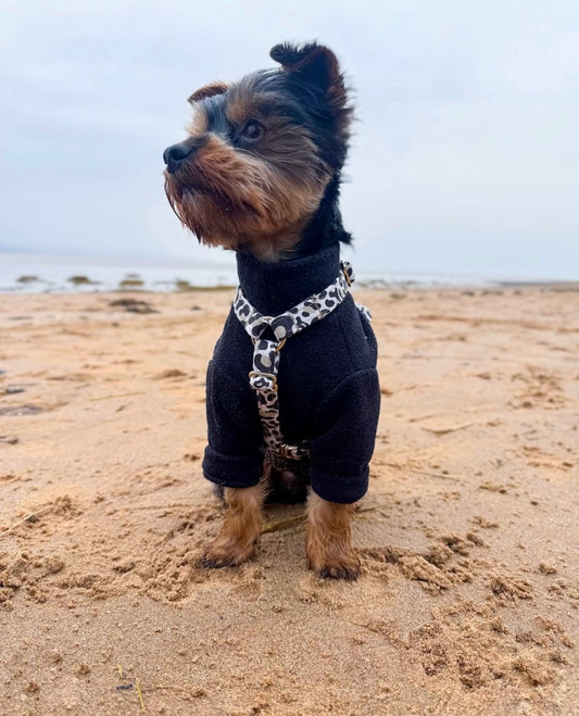 Yorkie waering black 2 legged fleece with strap harness