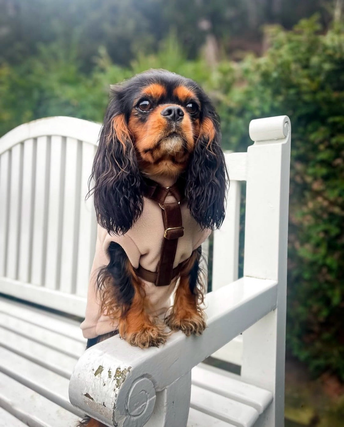 Cavalier wearing nude beige fleece and brown strap harness
