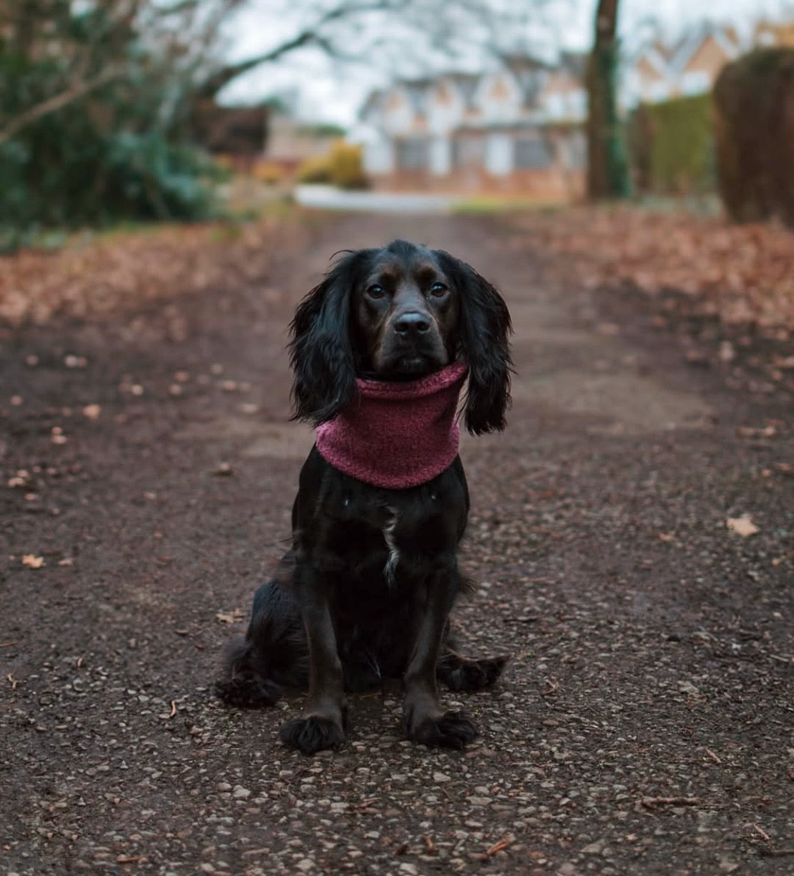 Cocker spaniel wearing mulberry teddy borg snood