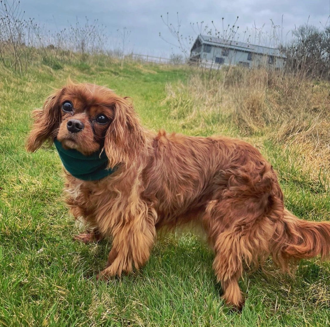 Cavalier wearing dark green snood