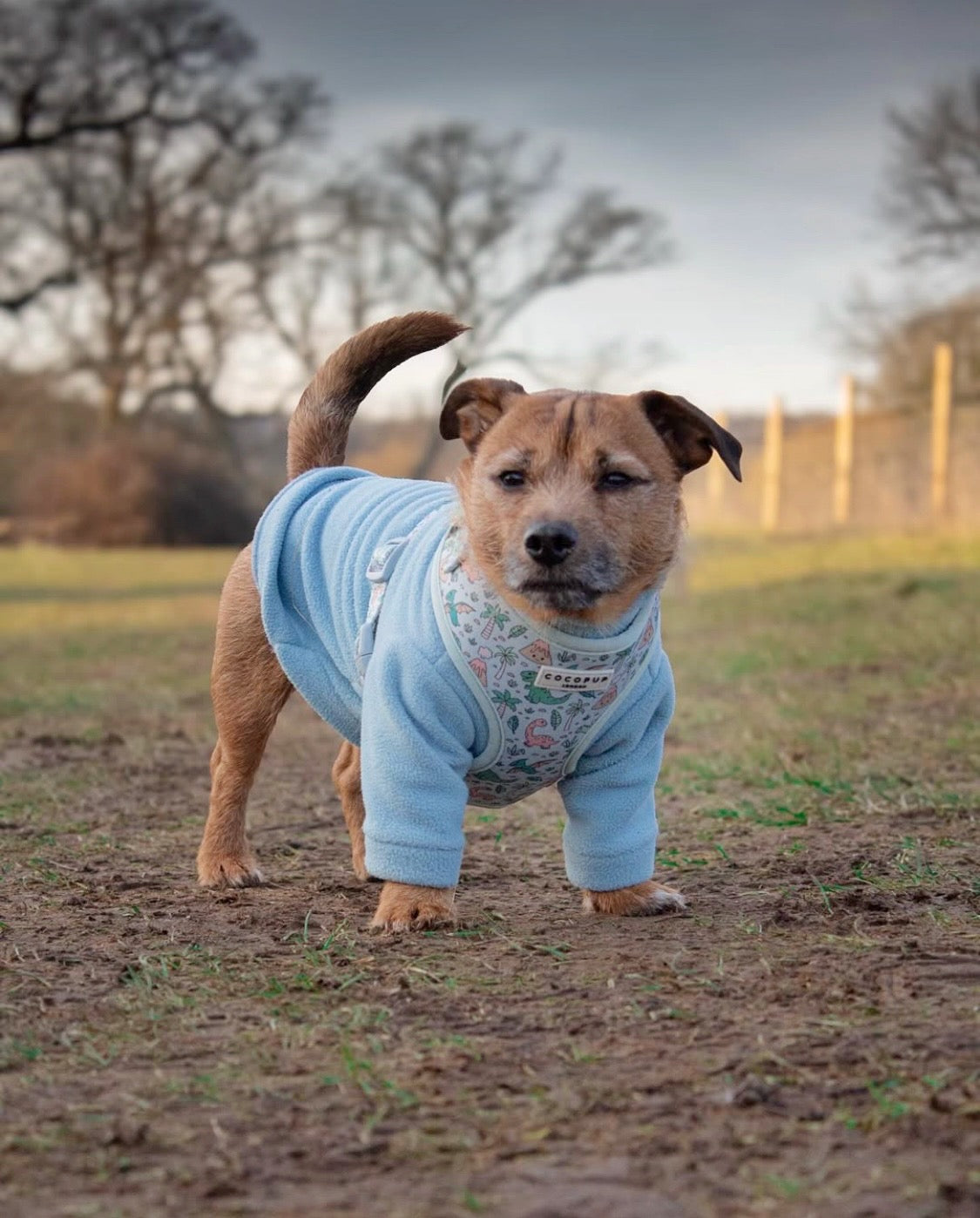 Small dog wearing baby blue polar fleece with arms