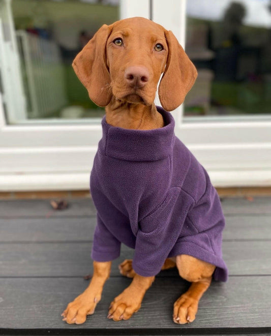 Dog wearing two legged purple fleece