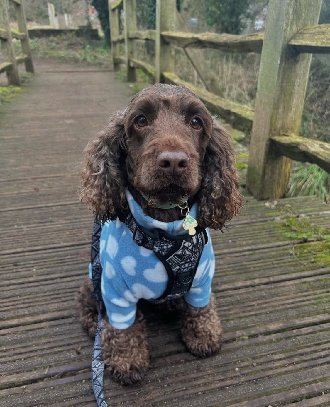 Cocker spaniel wearing blue heart print fleece