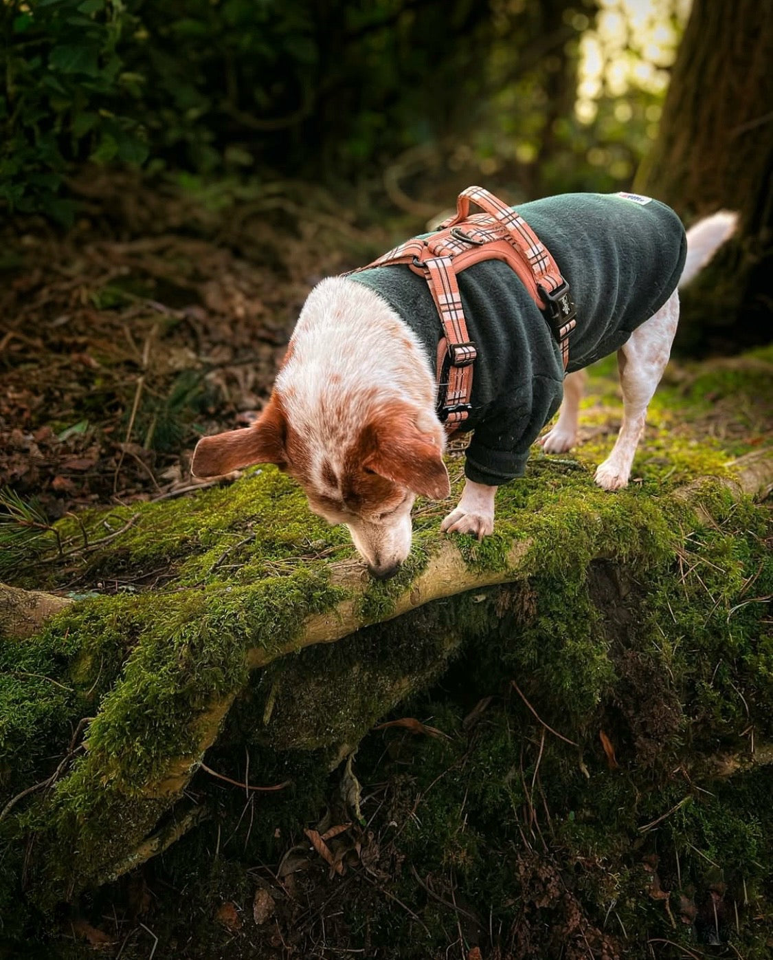 Small terrier wearing two legged fleece in dark green