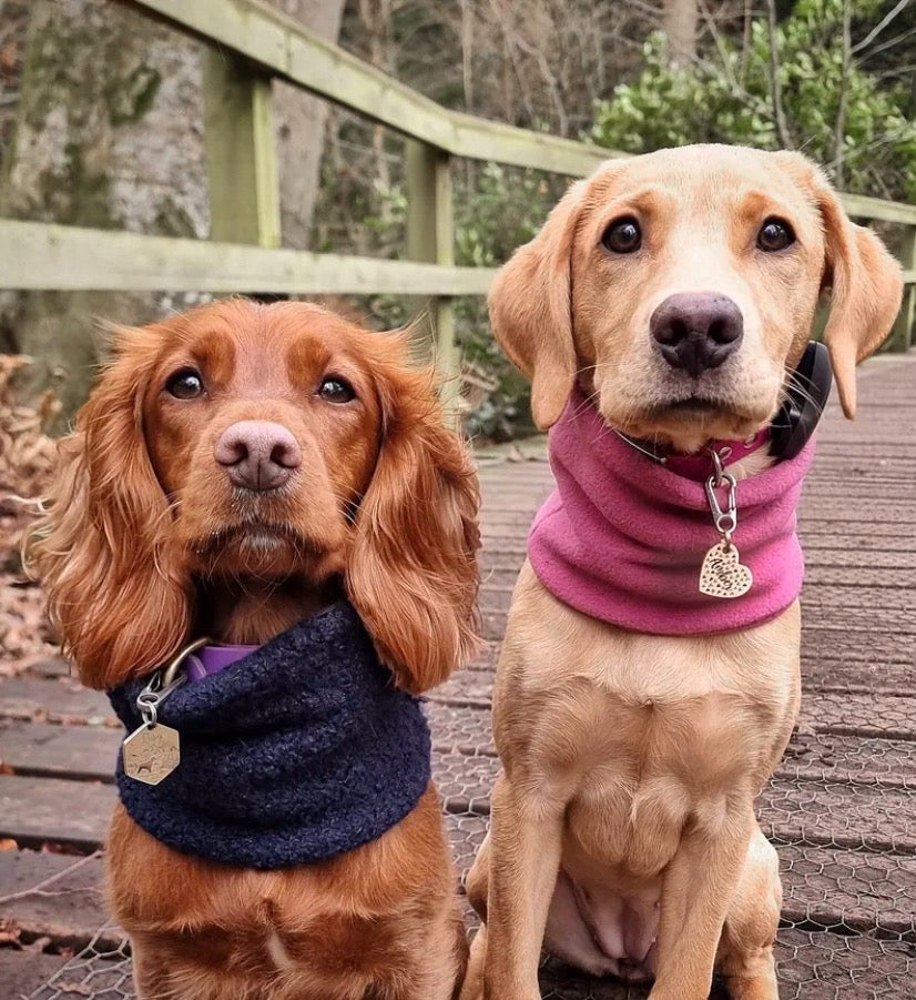 Dogs wearing navy teddy borg and mauve polar fleece snood