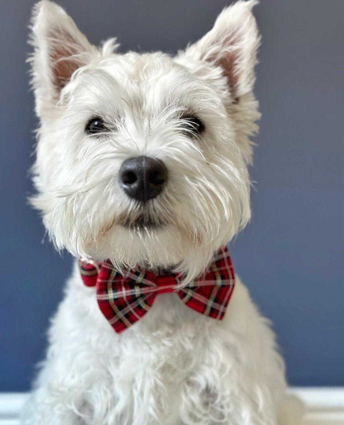 Westie dog wearing red tartan bowtie