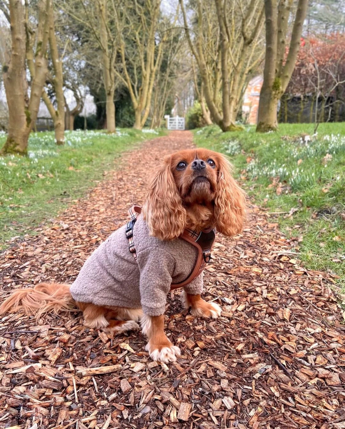 Cavalier wearing beige teddy borg fleece jumper with arms