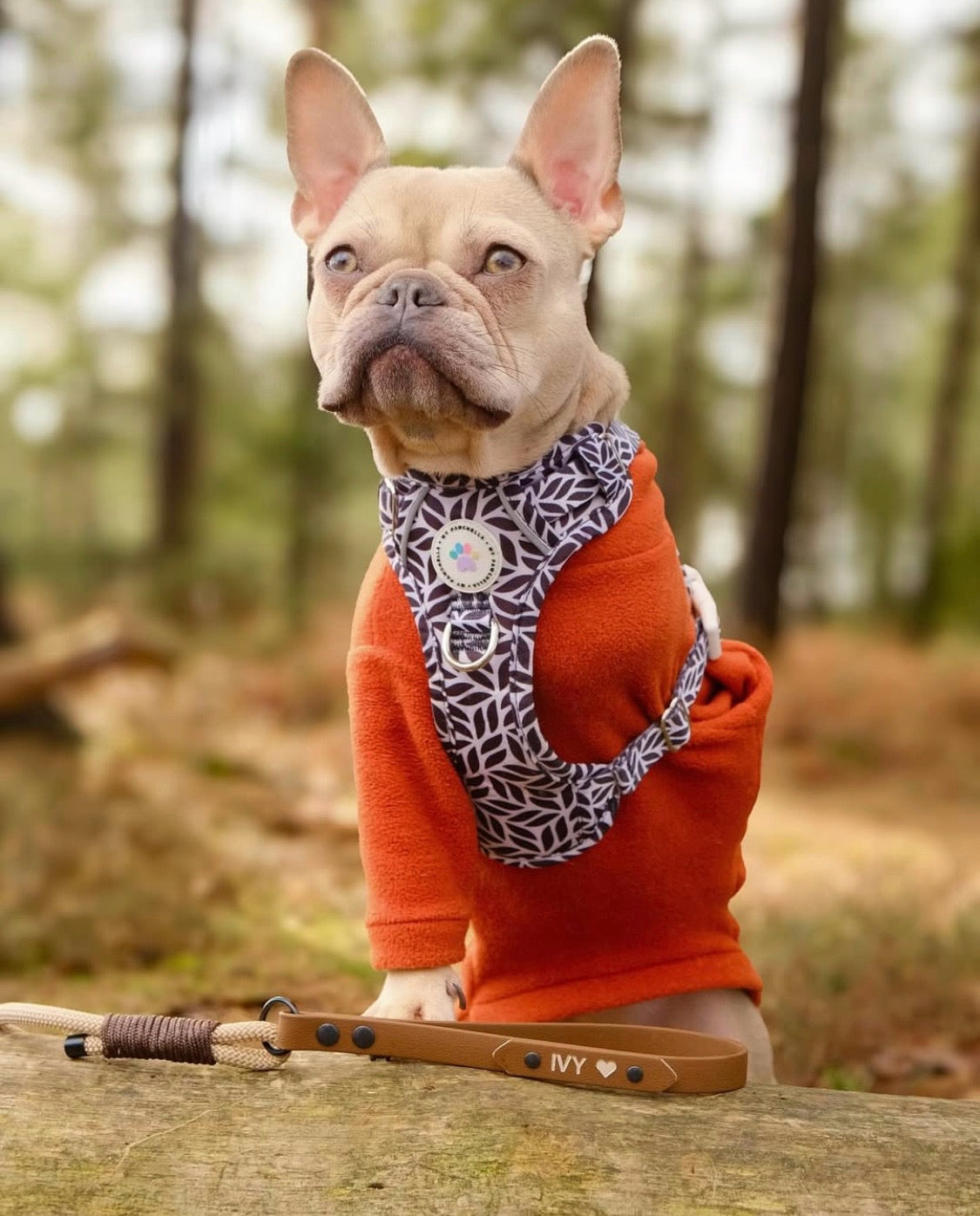 Frenchie wearing rust orange dog fleece with arms