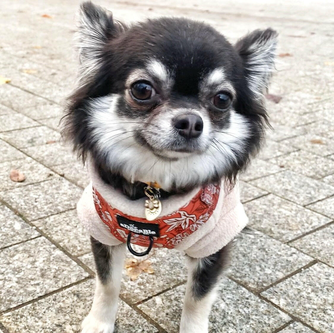Chihuahua wearing beige sleeveless fleece