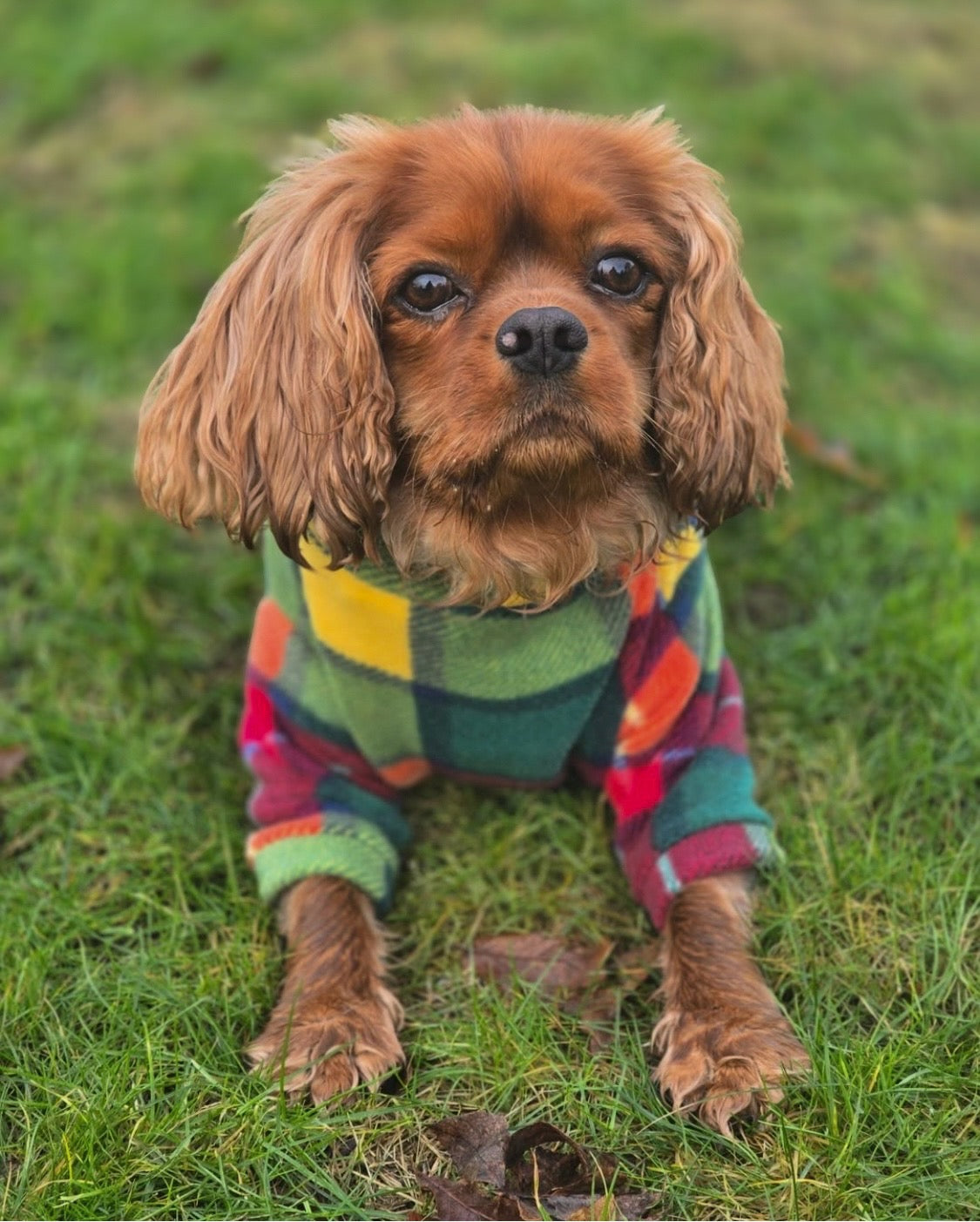 Cavalier wearing autumn plaid dog fleece with arms