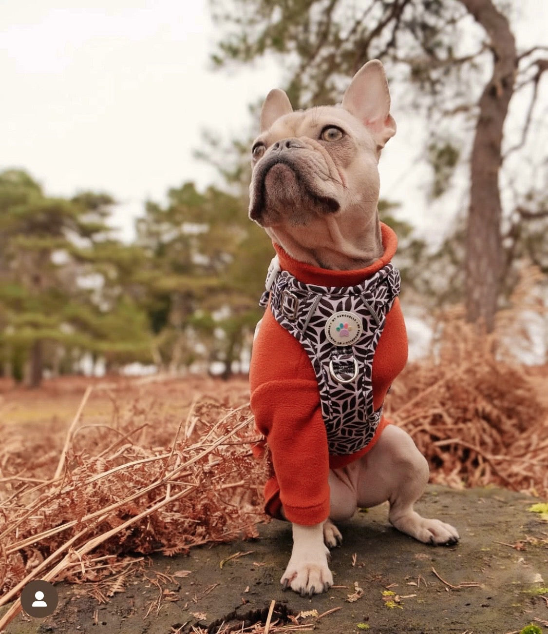 Frenchie wearing rust two legged polar fleece