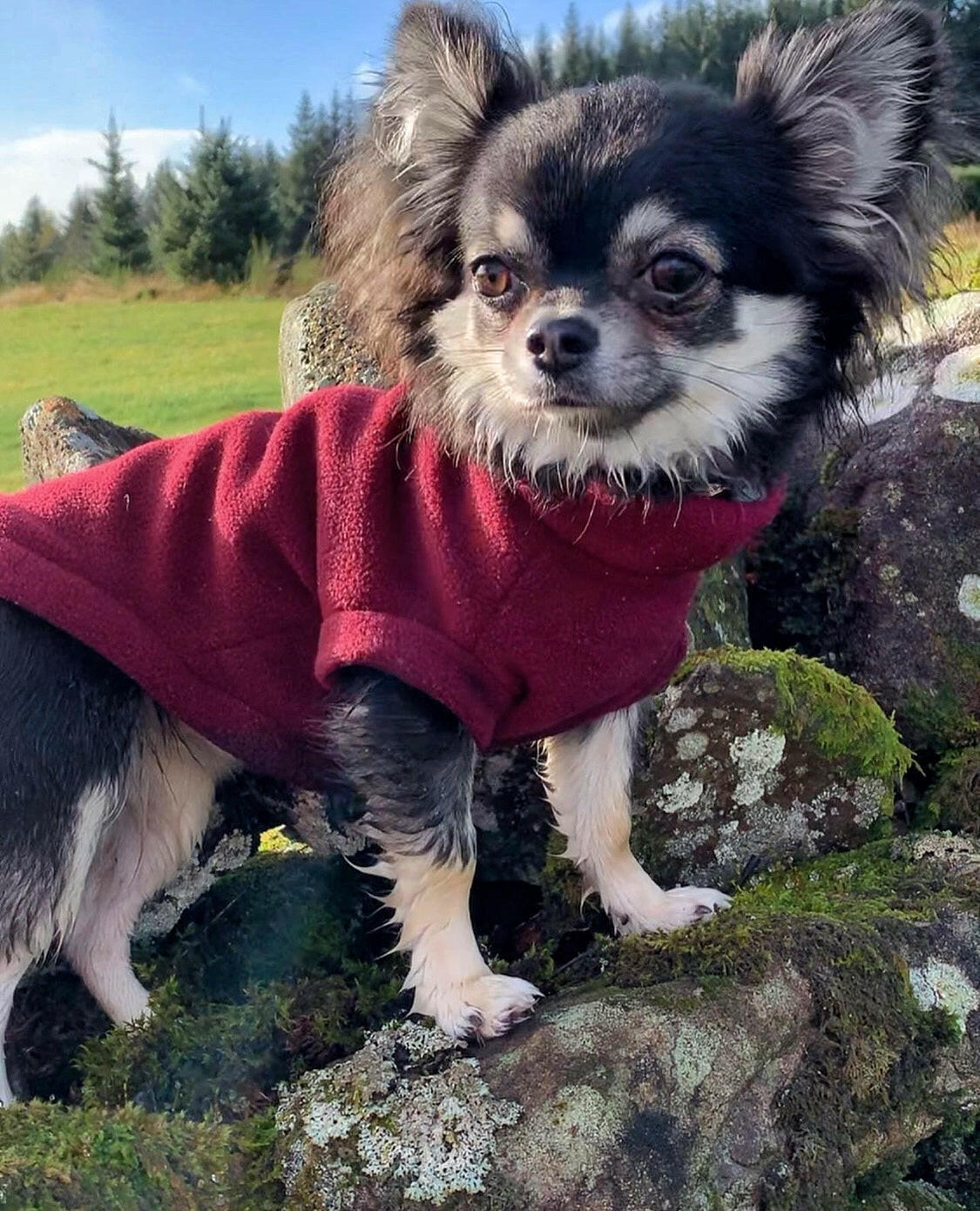 Black chihuahua in wine red tankie fleece