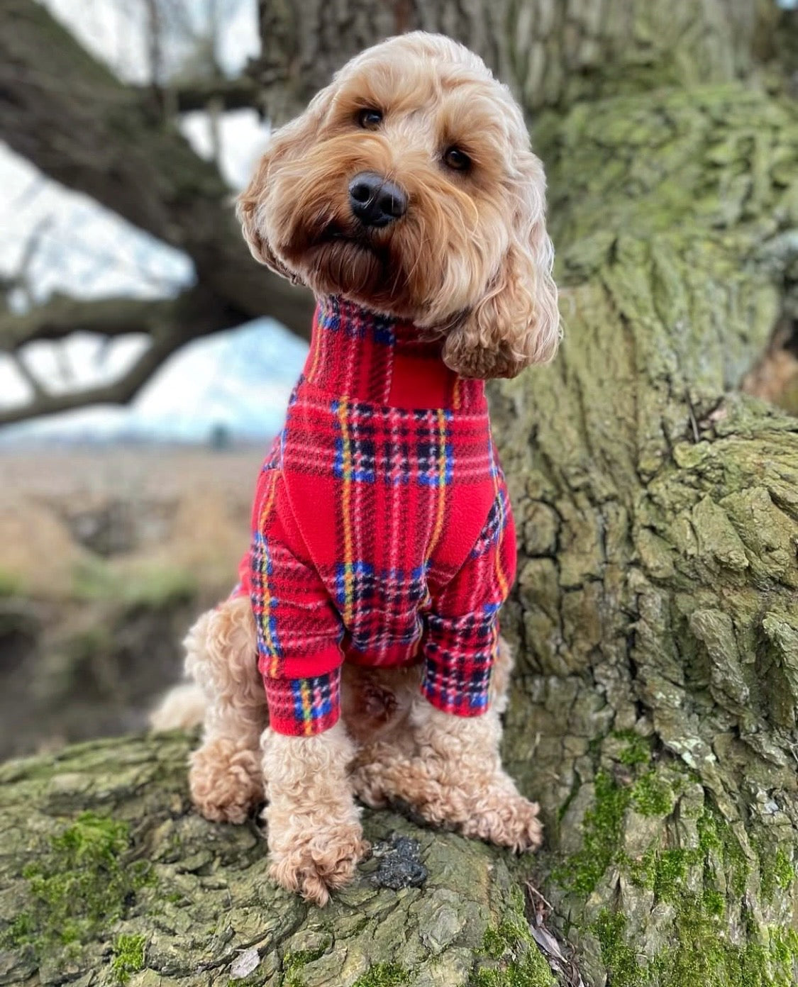 Dog wearing red tartan dog fleece with arms