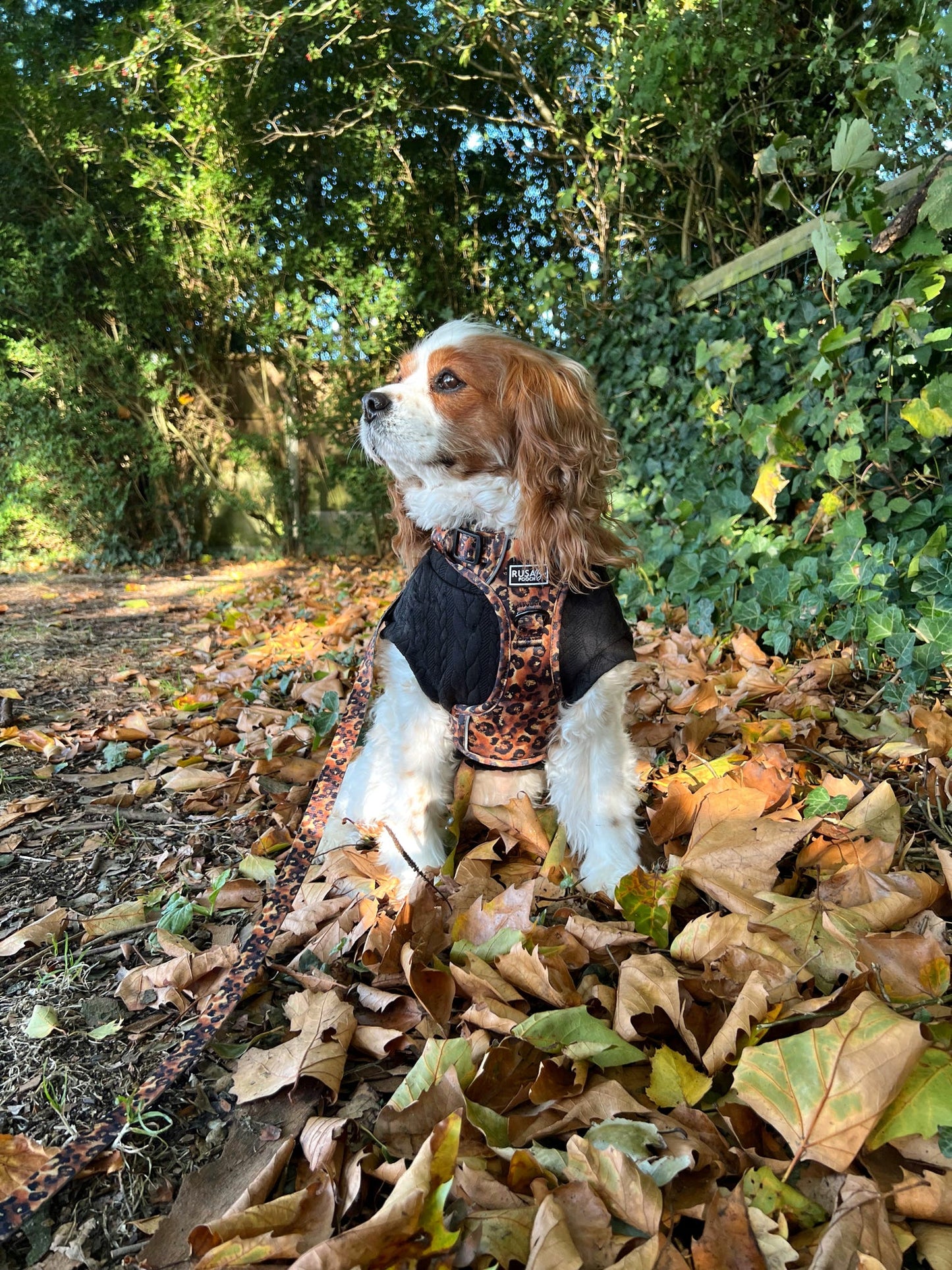 Ready To Ship | Adventure Approved Harness - Savanna